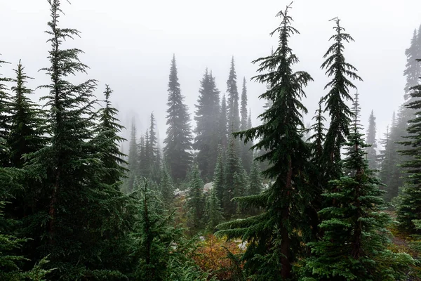 Foggy Miljö Tallskog Kallt Väder Vintern Inne Mount Rainier National — Stockfoto