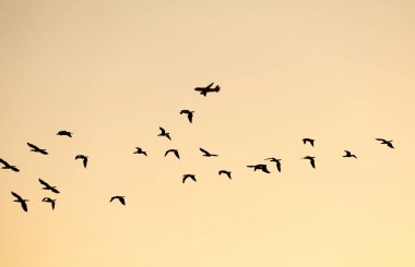 Siluetli uçan deniz kuşları sürüsü. Arka planda uçaklar açık turuncu sabah gökyüzünde..