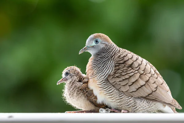 Úzké Zaměření Samici Holubice Chránící Dítě Porodu Pod Tělem Rozmazanou — Stock fotografie