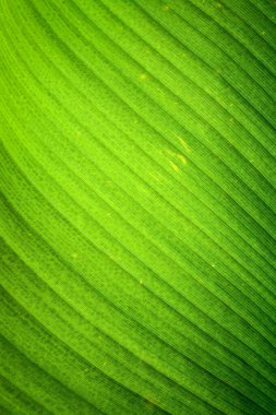 Yeşil muz yaprağının dokusuna yakından odaklan. Güneş ışığı, tropikal yağmur ormanlarının arka ışığıdır..