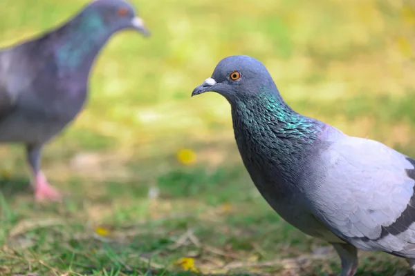 Dva holubi jsou přítel — Stock fotografie