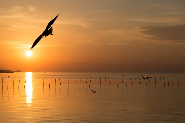 Las gaviotas vuelan sobre el mar por la mañana —  Fotos de Stock