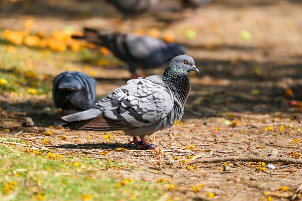 Pigeon meneur — Photo
