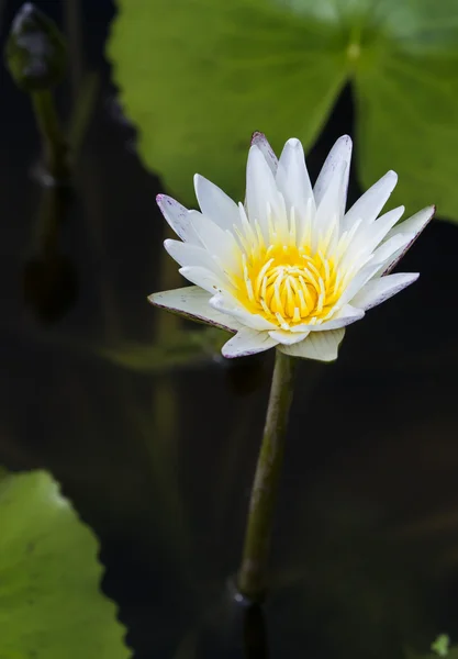 Lys blanc sur l'eau sombre — Photo