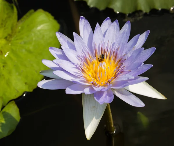 Nénuphar violet avec abeille à l'intérieur — Photo