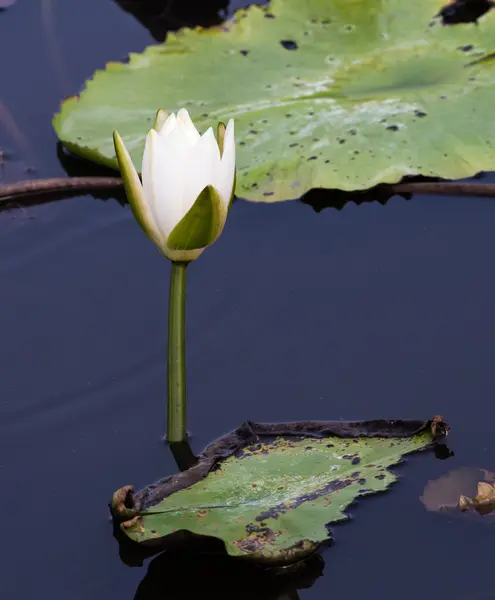 Lys blanc sur l'eau sombre — Photo