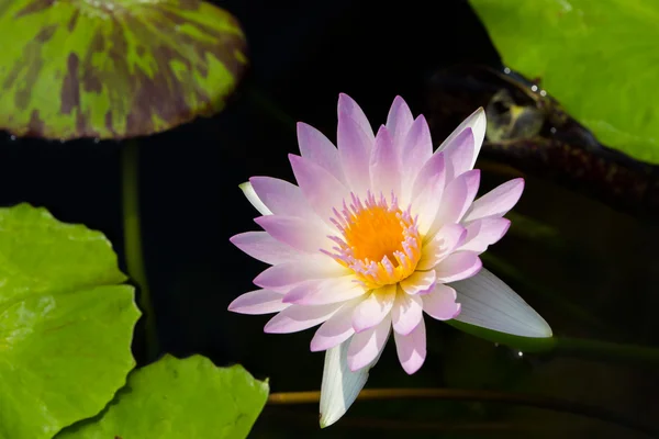 Grand nénuphar violet dans une journée ensoleillée — Photo