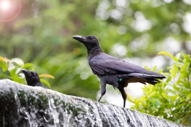 Kargalar güneş ışığı arıyorum şelale üzerinde