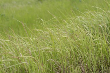 Yeşil çim taşıma