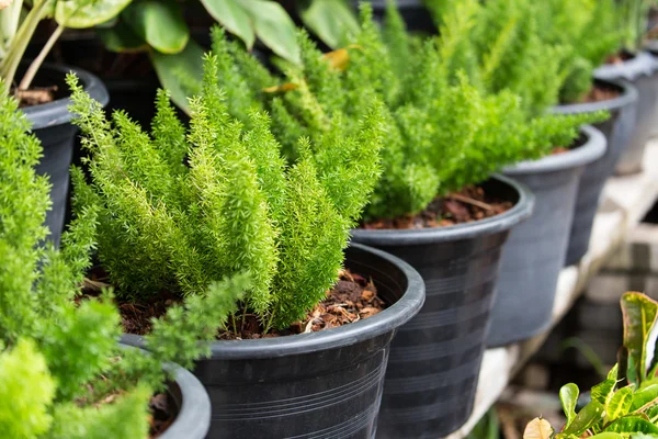 Yeşil ferns tencere