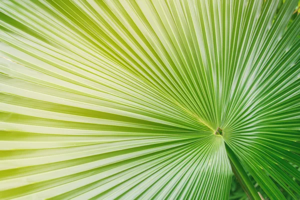 Grande foglia di palma in strati di colore — Foto Stock