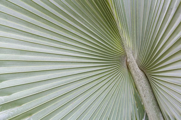 Grande feuille de palmier — Photo