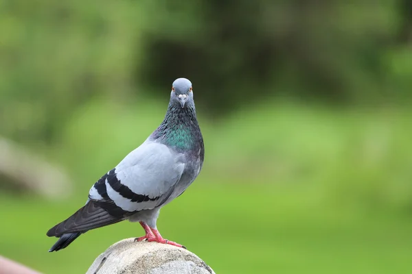 Pigeon dans le jardin — Photo