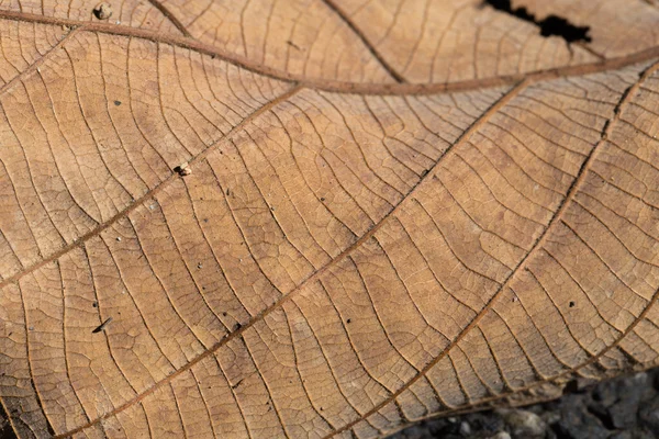 Altes Blatt — Stockfoto