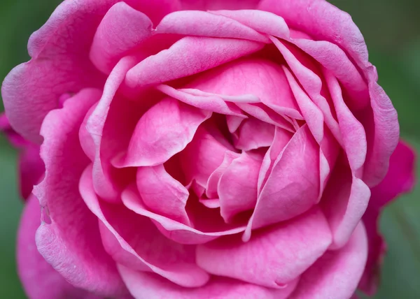 Pink rose — Stock Photo, Image