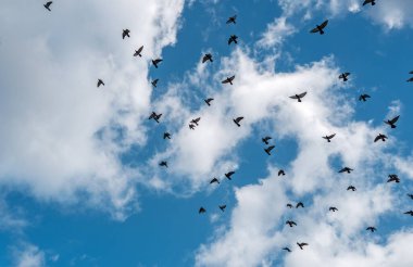 Mavi gökyüzü beyaz bulutlarla kaplı ve uçan güvercinler siluetli sahnede.