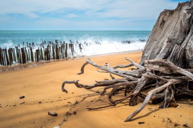 Ölü ağacın köküne yakından odaklan plajda görünür güçlü dalganın bulanık arkaplanı ahşap duvara çarpar.