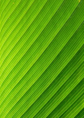 Yeşil muz yaprağının dokusuna yakından odaklan. Güneş ışığı, tropikal yağmur ormanlarının arka ışığıdır..