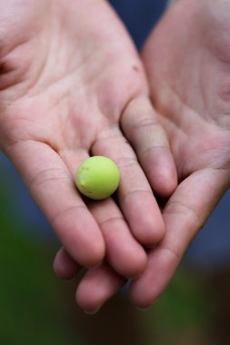 Ellerinde küçük yaşam