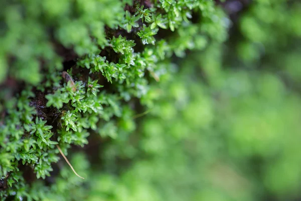 Vicino al verde mos — Foto Stock