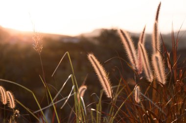 Çiçekli ot üfleme