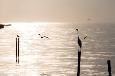 Martılar ve sahilde ak balıkçıl