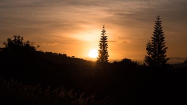 Siluet çam ağaçları dağ