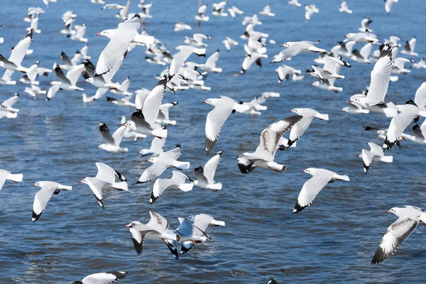 Group of seagulls — Stock Photo, Image