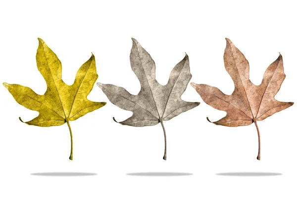 Drei Arten saisonaler Blätter — Stockfoto