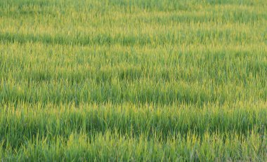 Yeşil pirinç bitkisi