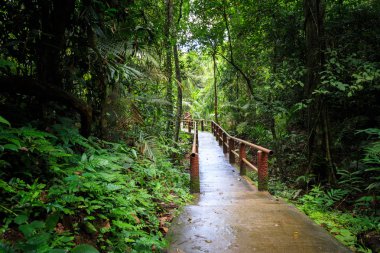 Yağmur ormanı ve köprü