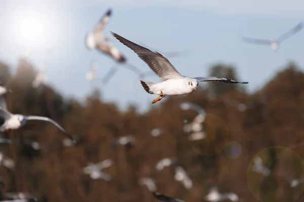 Seagull flying in the air — Stock Photo, Image