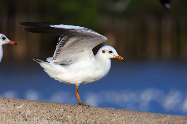 Seagull redo att ta av — Stockfoto