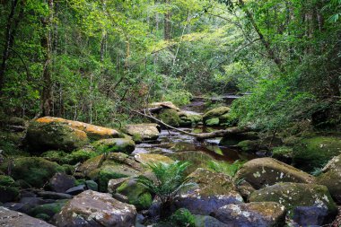 Tropikal yağmur ormanları kuraklık Nehri