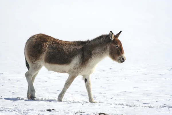 Tibetanska vild åsna (Equus kiang). Royaltyfria Stockfoton