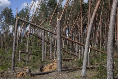 Çam ormanı sonra fırtına