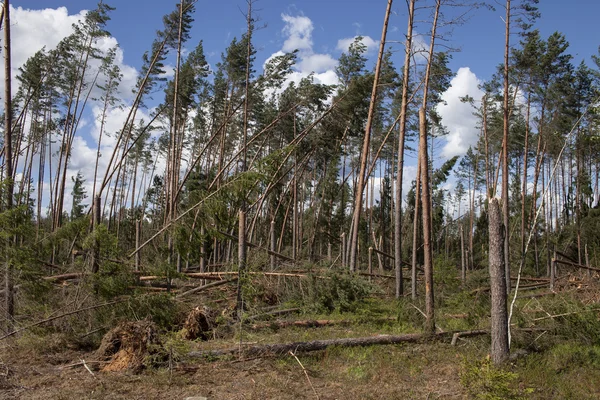 Windfall in forest