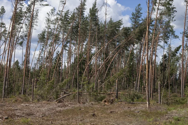 Wald nach Sturm lizenzfreie Stockfotos