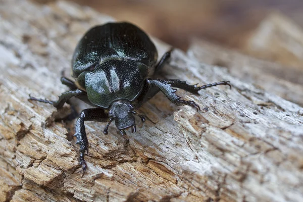 Escarabajo ermitaño Osmoderma eremita sobre madera podrida — Foto de Stock