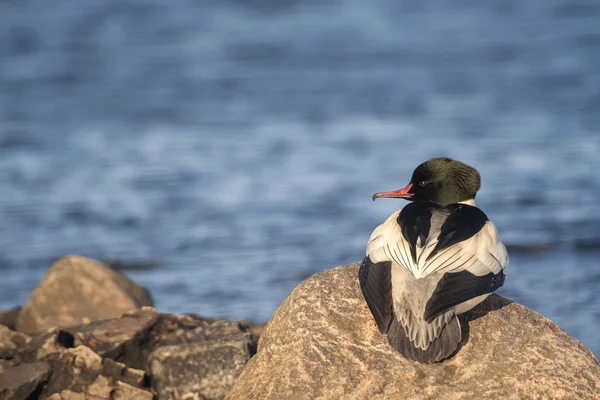 Merganser on a stone in peaceful scene