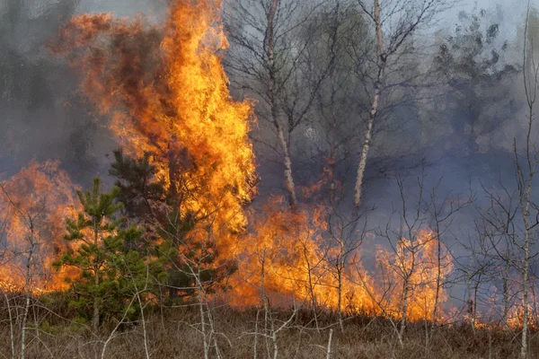 Incendio forestal con altas llamas . — Foto de Stock