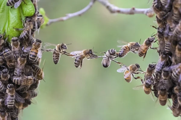 Trabajo en equipo de abejas cerrar un hueco de enjambre de abejas — Foto de Stock
