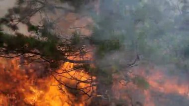 Çam ormanı yangında yanan portre