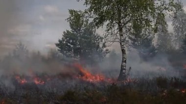 Heath yangında seyrek ahşap ile kuru