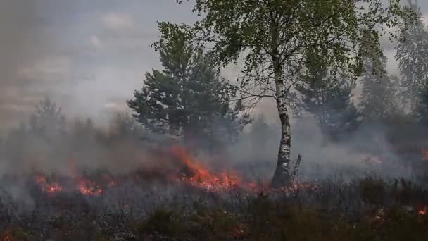 Bruyère sèche avec bois clairsemé dans le feu 