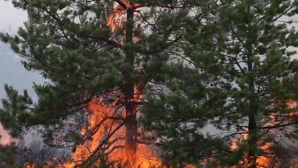 Две сосны в лесном пожаре — стоковое видео