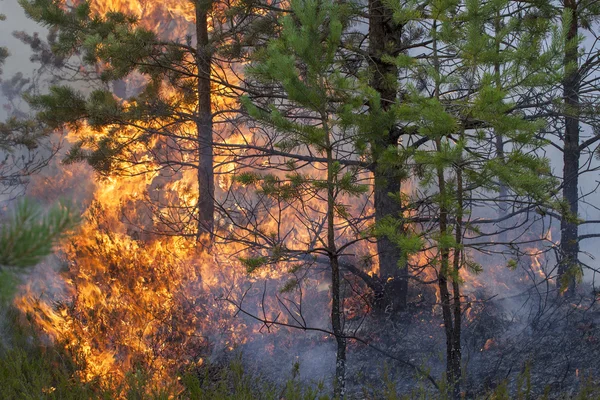 Incendios forestales — Foto de Stock