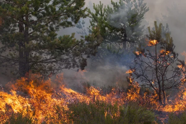 Incendios forestales — Foto de Stock