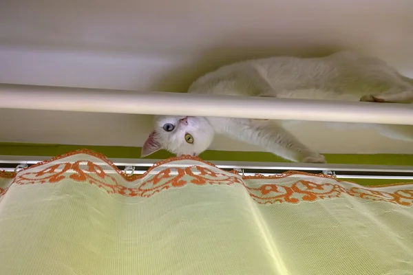 White cat with one blue other green eye (odd-eyed) hiding — Stock Photo, Image