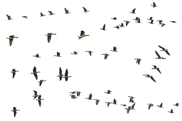 Collection of isolated flying geese skeins on white background